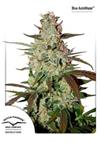 * DUTCH PASSION BLUE AUTO MAZAR® 3 SEMI FEM