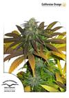 CALIFORNIAN ORANGE ® * DUTCH PASSION - 3 SEMI FEM