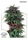 DURBAN POISON ® * DUTCH PASSION - 1 SEME FEM