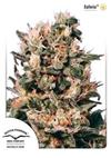 EUFORIA ® * DUTCH PASSION - 5 SEMI FEM