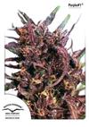 * DUTCH PASSION PURPLE #1 ® 1 SEME FEM 