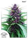 * DUTCH PASSION SHAMAN ® 3 SEMI FEM