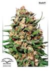 * DUTCH PASSION SKUNK # 1 ® 10 SEMI REG