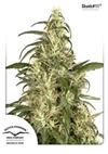 * DUTCH PASSION SKUNK # 11 ® 3 SEMI FEM 