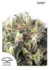 * DUTCH PASSION SNOW BUD ® 3 SEMI FEM