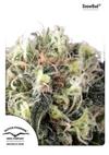 * DUTCH PASSION SNOW BUD ® 1 SEME FEM