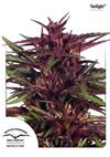 TWILIGHT ® * DUTCH PASSION   5 SEMI FEM