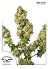 ULTRA SKUNK ® * DUTCH PASSION   5 SEMI FEM 