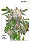 * DUTCH PASSION WHITE WIDOW ® 5 SEMI FEM 