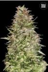 AUTO WHITE PRUSSIAN (AUTO WHITE RUSSIAN) * BULKSEED BANK  10 SEMI FEM 