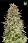 AUTO WHITE PRUSSIAN (AUTO WHITE RUSSIAN) * BULKSEED BANK   5 SEMI FEM 