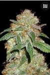DARK DOMINA * BULKSEED BANK  10 SEMI FEM 