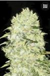 BUBBLEGUM EXTRA (BUBBLEGUM) * BULKSEED BANK   5 SEMI FEM 