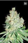 CHEESE * BULKSEED BANK  10 SEMI FEM 
