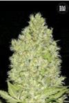 CHRONICAL (CHRONIC)* BULKSEED BANK   5 SEMI FEM 