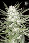 EARLY TOP SKUNK * BULKSEED BANK   5 SEMI FEM 