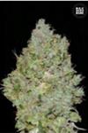 JACK HAIR (JACK HERER) * BULKSEED BANK   5 SEMI FEM 