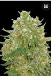 MASTER KUSH GRAND (MASTER KUSH) * BULKSEED BANK   5 SEMI FEM 