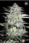 MAZAR EXTRA (MAZAR) * BULKSEED BANK   5 SEMI FEM 