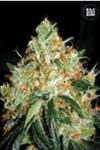 ORIGINAL ORANGE BUD * BULKSEED BANK  10 SEMI FEM 