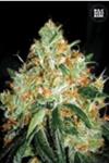 ORIGINAL ORANGE BUD (ORANGE BUD) * BULKSEED BANK   5 SEMI FEM 