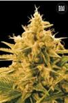 ANANAS FUNK (PINEAPPLE CHUNK) * BULKSEED BANK   5 SEMI FEM 