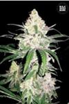 SPECIAL LIME HAZE (SUPER LEMON HAZE) * BULKSEED BANK  10 SEMI FEM 