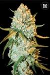 SPECIAL CRYSTAL HAZE * BULKSEED BANK  10 SEMI FEM 