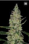 SPECIAL SKUNK (SUPER SKUNK) * BULKSEED BANK   5 SEMI FEM 