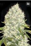 WHITE WIDOW * BULKSEED BANK   5 SEMI FEM 