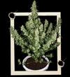 MAGNUM AUTO * BUDDHA SEEDS 50 SEME FEM BLISTER DIVISIBILE 