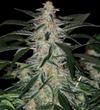 DEIMOS AUTOFIORENTE * BUDDHA SEEDS   1 SEME FEM 