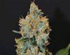 LAVENDER * CBD SEEDS  3 SEMI FEM