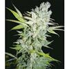 CRIMINAL JACK * BIOHAZARD SEEDS  10 SEMI FEM 