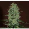 AMNESIA HAZE * EXPERT SEEDS  1 SEME FEM 