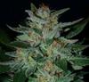 BLUE CHEESE  * EXPERT SEEDS 15 SEMI FEM 