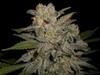 NORTHERN LIGHT AUTO * EXPERT SEEDS  1 SEME FEM