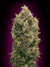 AUTO BLACK DIESEL  LATTA* ADVANCED SEEDS   1 SEME FEM