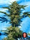 AUTO WHITE RUSSIAN #1 * SERIOUS SEEDS 6 SEMI FEM