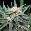 CRITICAL * ROYAL QUEEN SEEDS - 1 SEME FEM 