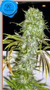 IRIE * FRENCH TOUCH  SEEDS  6 SEMI REG