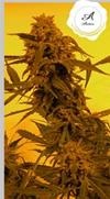 GUILLOTINE AUTO* FRENCH TOUCH  SEEDS  1 SEME FEM 