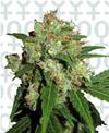 SENSI SKUNK * SENSI SEEDS 25 SEMI FEM 