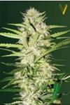 AUTO PARMESAN * VICTORY SEEDS  3 SEMI FEM