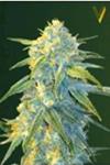 AUTO NORTHERN LIGHT* VICTORY SEEDS  3 SEMI FEM