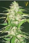 AUTO ULTRA POWER PLANT* VICTORY SEEDS  3 SEMI FEM