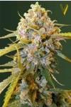 BIGGEST BUD* VICTORY SEEDS  3 SEMI FEM