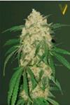 BUBBLEGUM + PRO* VICTORY SEEDS  3 SEMI FEM