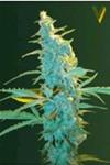 ULTRA POWER PLANT* VICTORY SEEDS  3 SEMI FEM