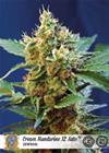 CREAM MANDARINE   XL AUTO* SWEET SEEDS FEMINIZED   3 SEMI 